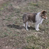 SkittlesF2583, a female Shetland Sheepdog for sale in Pomona, MO – Photo 4 of 10
