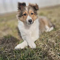 SkittlesF2583, a female Shetland Sheepdog for sale in Pomona, MO – Photo 1 of 10