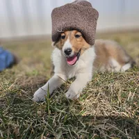 SkittlesF2583, a female Shetland Sheepdog for sale in Pomona, MO – Photo 2 of 10