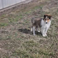 SkittlesF2583, a female Shetland Sheepdog for sale in Pomona, MO – Photo 5 of 10