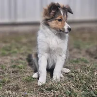 SkittlesF2583, a female Shetland Sheepdog for sale in Pomona, MO – Photo 8 of 10