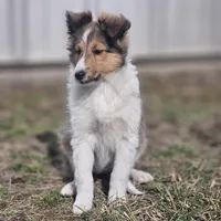 SkittlesF2583, a female Shetland Sheepdog for sale in Pomona, MO – Photo 9 of 10
