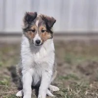 SkittlesF2583, a female Shetland Sheepdog for sale in Pomona, MO – Photo 10 of 10