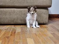 processed/4406ab10-84f0-4380-91a7-435651881f3a/listing/5b64cfa3-cdf3-4bc2-be0b-6ef83b6c275f/f5fce5be-3fdb-45d5-bd2f-51ab4da4490b