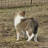 SkittlesF2586, a female Shetland Sheepdog for sale in Pomona, MO – Photo 5 of 10