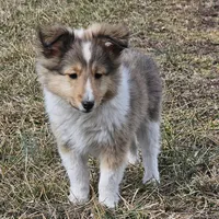 SkittlesF2586, a female Shetland Sheepdog for sale in Pomona, MO – Photo 4 of 10