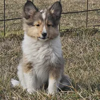 SkittlesF2586, a female Shetland Sheepdog for sale in Pomona, MO – Photo 10 of 10