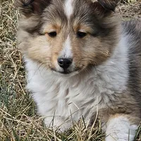 SkittlesF2586, a female Shetland Sheepdog for sale in Pomona, MO – Photo 1 of 10