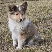 SkittlesF2586, a female Shetland Sheepdog for sale in Pomona, MO – Photo 8 of 10