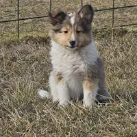 SkittlesF2586, a female Shetland Sheepdog for sale in Pomona, MO – Photo 7 of 10