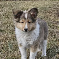 SkittlesF2586, a female Shetland Sheepdog for sale in Pomona, MO – Photo 3 of 10