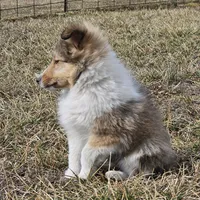 SkittlesF2586, a female Shetland Sheepdog for sale in Pomona, MO – Photo 9 of 10