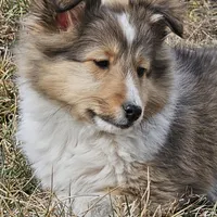 SkittlesF2586, a female Shetland Sheepdog for sale in Pomona, MO – Photo 2 of 10