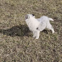 2592IZ, a male Shetland Sheepdog for sale in Pomona, MO – Photo 5 of 9