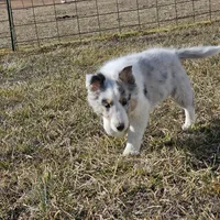 2592IZ, a male Shetland Sheepdog for sale in Pomona, MO – Photo 8 of 9