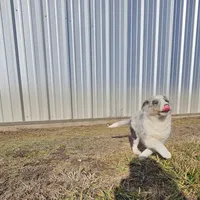 2592IZ, a male Shetland Sheepdog for sale in Pomona, MO – Photo 6 of 9