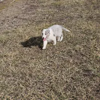 2592IZ, a male Shetland Sheepdog for sale in Pomona, MO – Photo 4 of 9