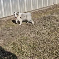 2592IZ, a male Shetland Sheepdog for sale in Pomona, MO – Photo 2 of 9