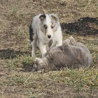 2592IZ, a male Shetland Sheepdog for sale in Pomona, MO – Photo 1 of 9