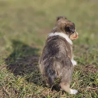 Ruby M 2586, a male Shetland Sheepdog for sale in Pomona, MO – Photo 10 of 10