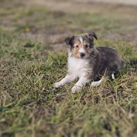 Ruby M 2586, a male Shetland Sheepdog for sale in Pomona, MO – Photo 1 of 10