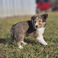Ruby M 2586, a male Shetland Sheepdog for sale in Pomona, MO – Photo 5 of 10
