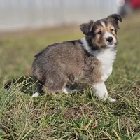Ruby M 2586, a male Shetland Sheepdog for sale in Pomona, MO – Photo 8 of 10
