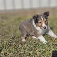 Ruby M 2586, a male Shetland Sheepdog for sale in Pomona, MO – Photo 6 of 10