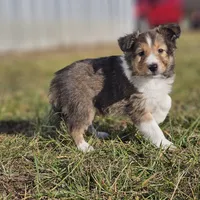 Ruby M 2586, a male Shetland Sheepdog for sale in Pomona, MO – Photo 9 of 10