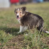 Ruby M 2586, a male Shetland Sheepdog for sale in Pomona, MO – Photo 4 of 10