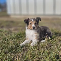 Ruby M 2586, a male Shetland Sheepdog for sale in Pomona, MO – Photo 2 of 10
