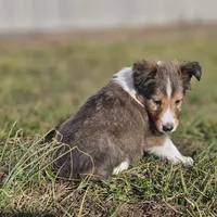 Ruby M 2586, a male Shetland Sheepdog for sale in Pomona, MO – Photo 3 of 10