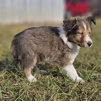 Ruby M 2586, a male Shetland Sheepdog for sale in Pomona, MO – Photo 7 of 10