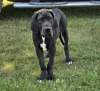 Hidalgo, a male Great Dane for sale in Pomona, MO – Photo 1 of 10