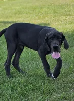 Hidalgo, a male Great Dane for sale in Pomona, MO – Photo 9 of 10