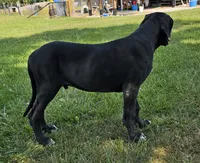 Hidalgo, a male Great Dane for sale in Pomona, MO – Photo 2 of 10