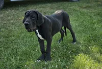 Hidalgo, a male Great Dane for sale in Pomona, MO – Photo 4 of 10