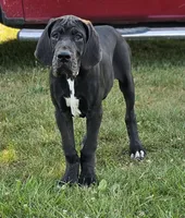 Hidalgo, a male Great Dane for sale in Pomona, MO – Photo 7 of 10