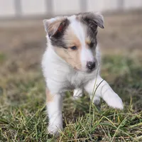 SkittlesM2584, a male Shetland Sheepdog for sale in Pomona, MO – Photo 5 of 9