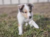 SkittlesM2584, a male Shetland Sheepdog for sale in Pomona, MO – Photo 5 of 9