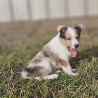 SkittlesM2584, a male Shetland Sheepdog for sale in Pomona, MO – Photo 4 of 9