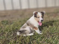 SkittlesM2584, a male Shetland Sheepdog for sale in Pomona, MO – Photo 4 of 9