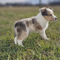 SkittlesM2584, a male Shetland Sheepdog for sale in Pomona, MO – Photo 9 of 9