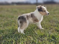 SkittlesM2584, a male Shetland Sheepdog for sale in Pomona, MO – Photo 9 of 9