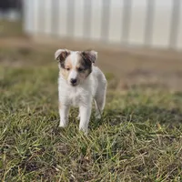 SkittlesM2584, a male Shetland Sheepdog for sale in Pomona, MO – Photo 3 of 9