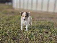 SkittlesM2584, a male Shetland Sheepdog for sale in Pomona, MO – Photo 3 of 9