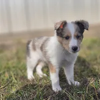 SkittlesM2584, a male Shetland Sheepdog for sale in Pomona, MO – Photo 2 of 9