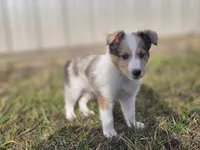 SkittlesM2584, a male Shetland Sheepdog for sale in Pomona, MO – Photo 2 of 9