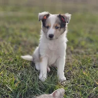 SkittlesM2584, a male Shetland Sheepdog for sale in Pomona, MO – Photo 7 of 9