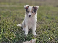 SkittlesM2584, a male Shetland Sheepdog for sale in Pomona, MO – Photo 7 of 9